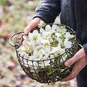 Helleborus