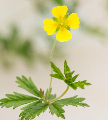 Blume HT